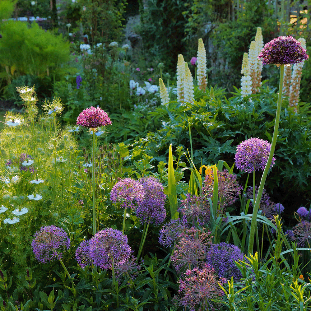 Morning Garden