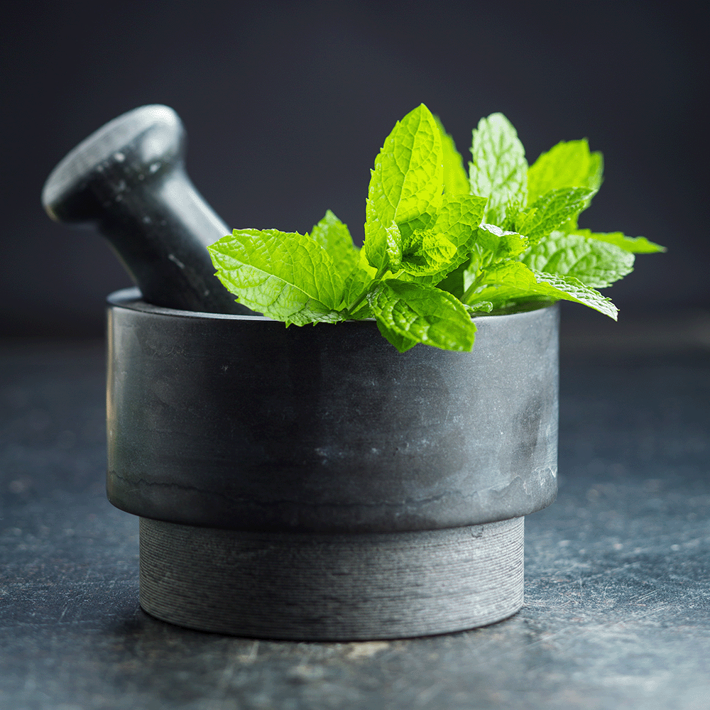 Garden Mint