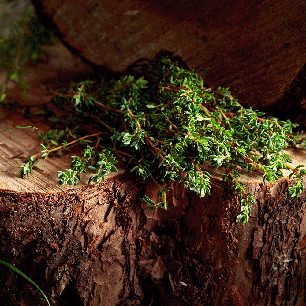 Piney Sage