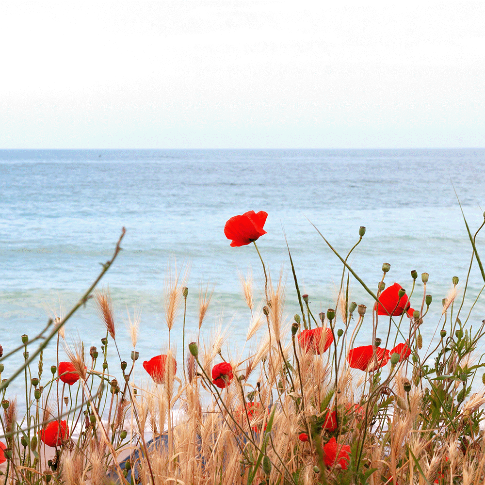 Seaside Poppy Candle