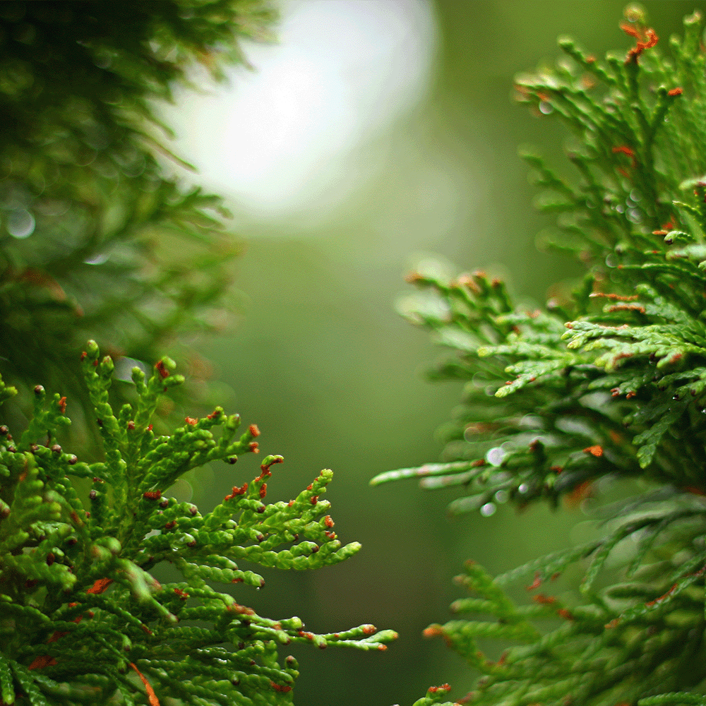 Currant and Cedar Candle