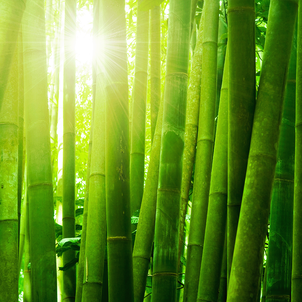 Bamboo Forest