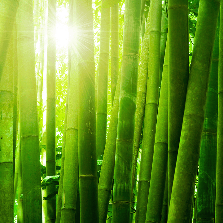 Bamboo Forest Sent Refill