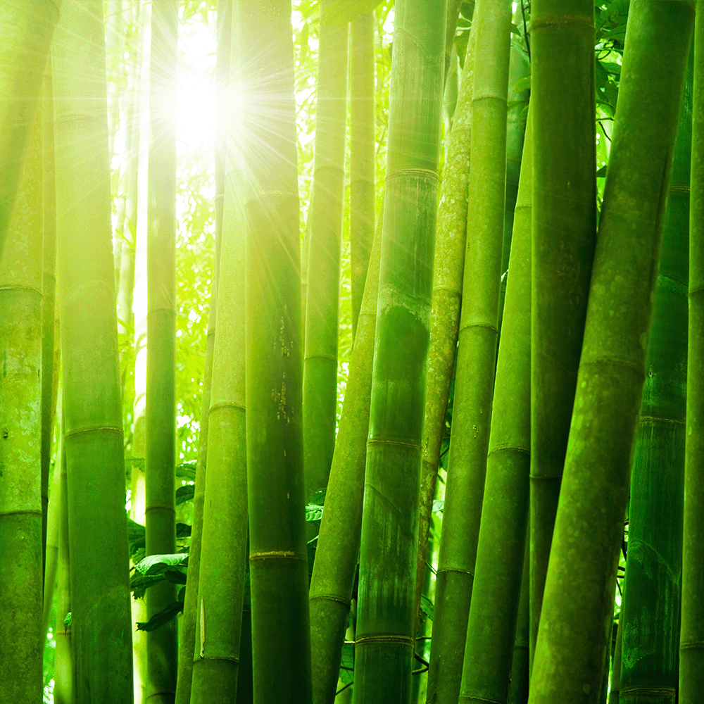 Bamboo Forest Candle