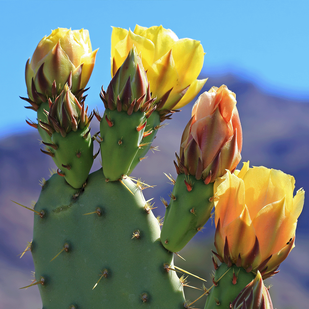 Desert Bloom Candle
