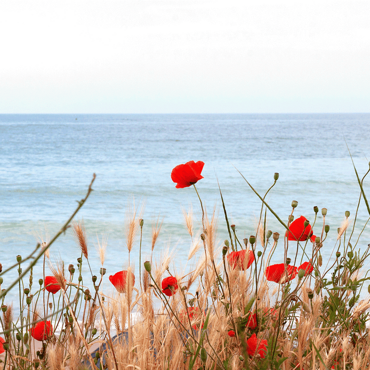 Seaside Poppy Sent Refill